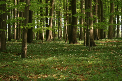 Wald 1