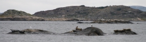 Seehundfelsen bei Lekskär
